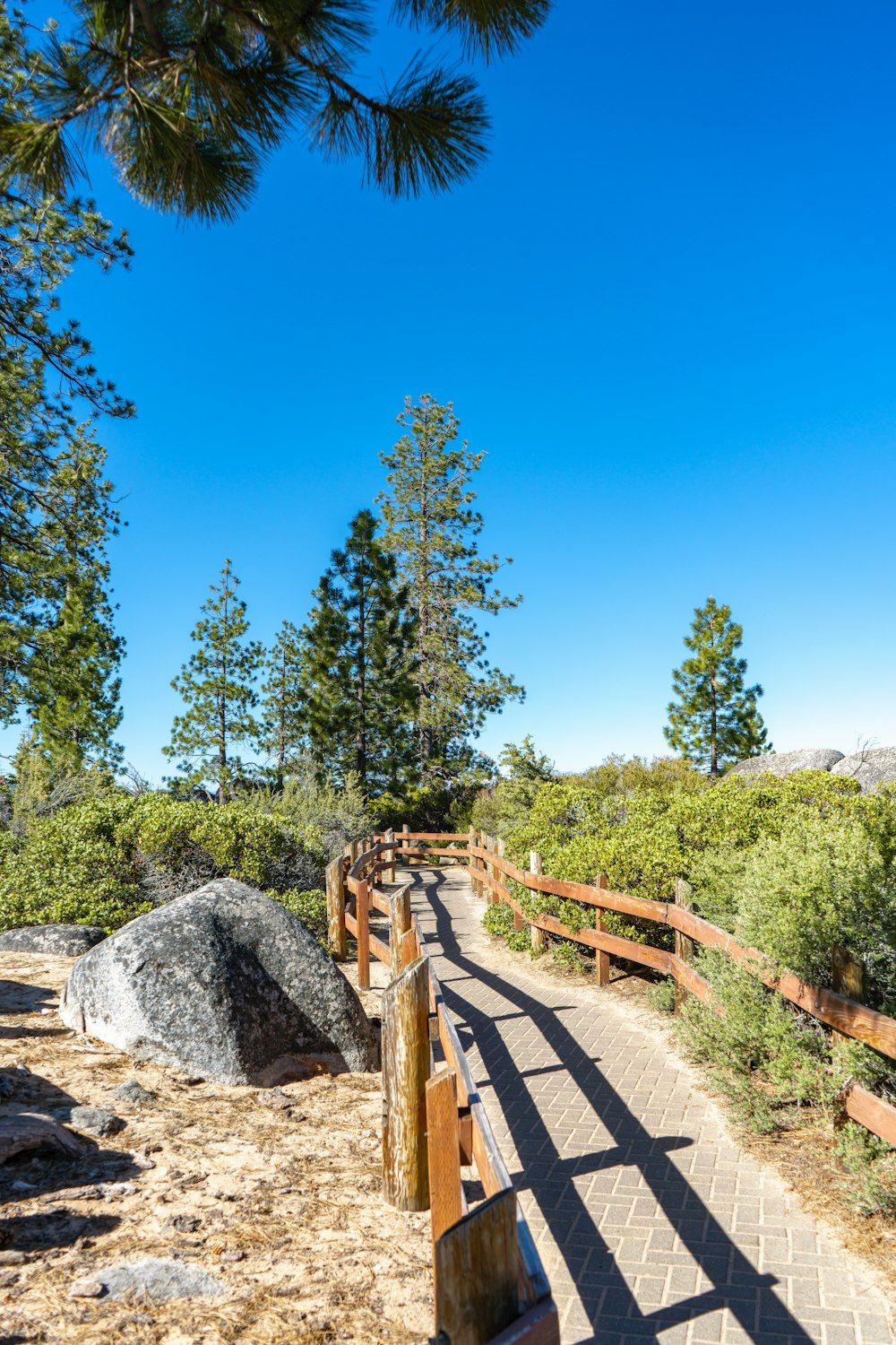 a wooden walkway in the middle of a forest