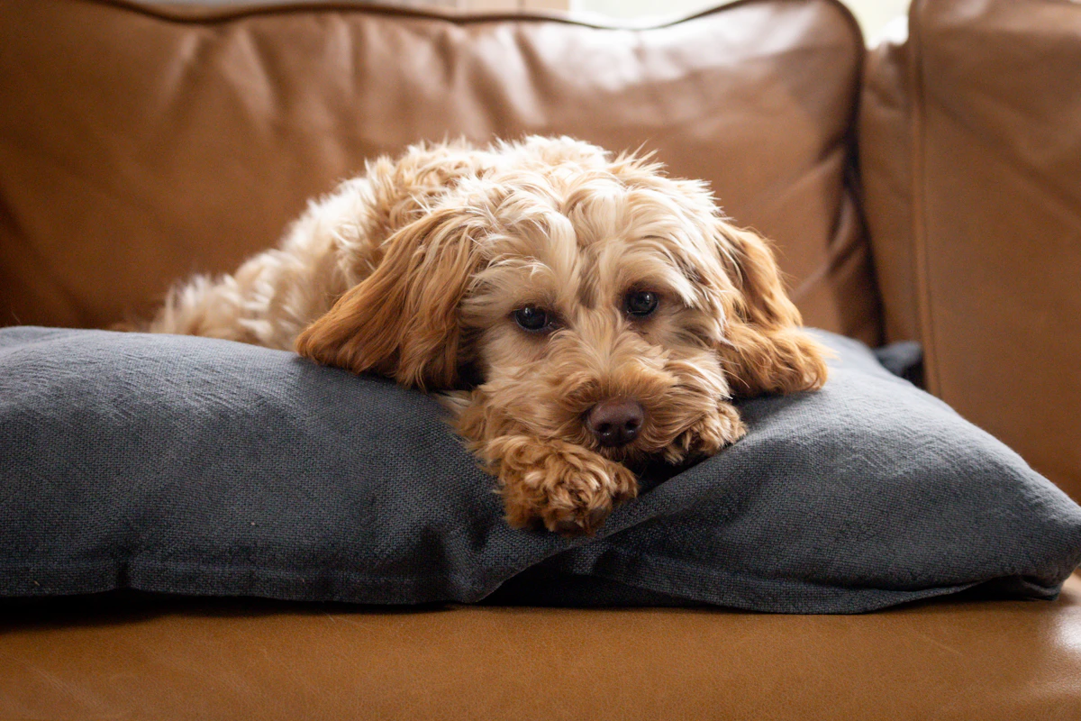 Goldendoodle resting on a cushion on a sofa indoors