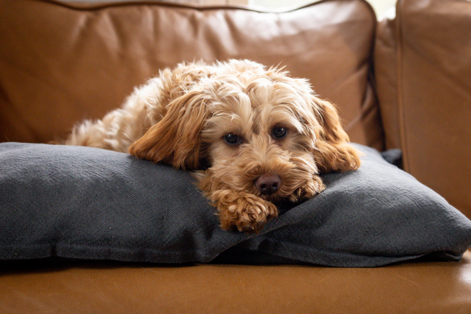 Goldendoodle resting calmly on a sofa cushion indoors