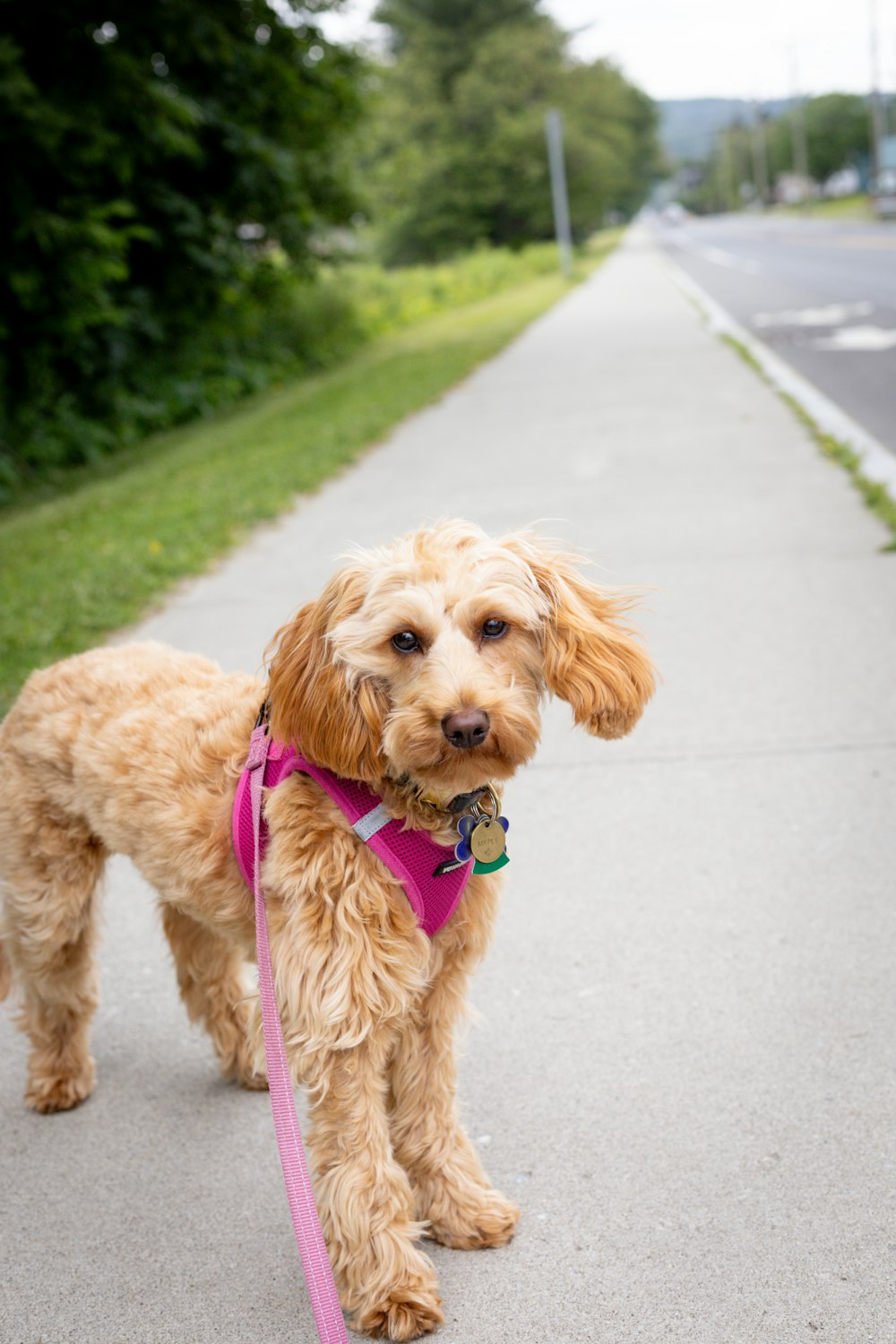a brown dog with a pink leash standing on a sidewalk
