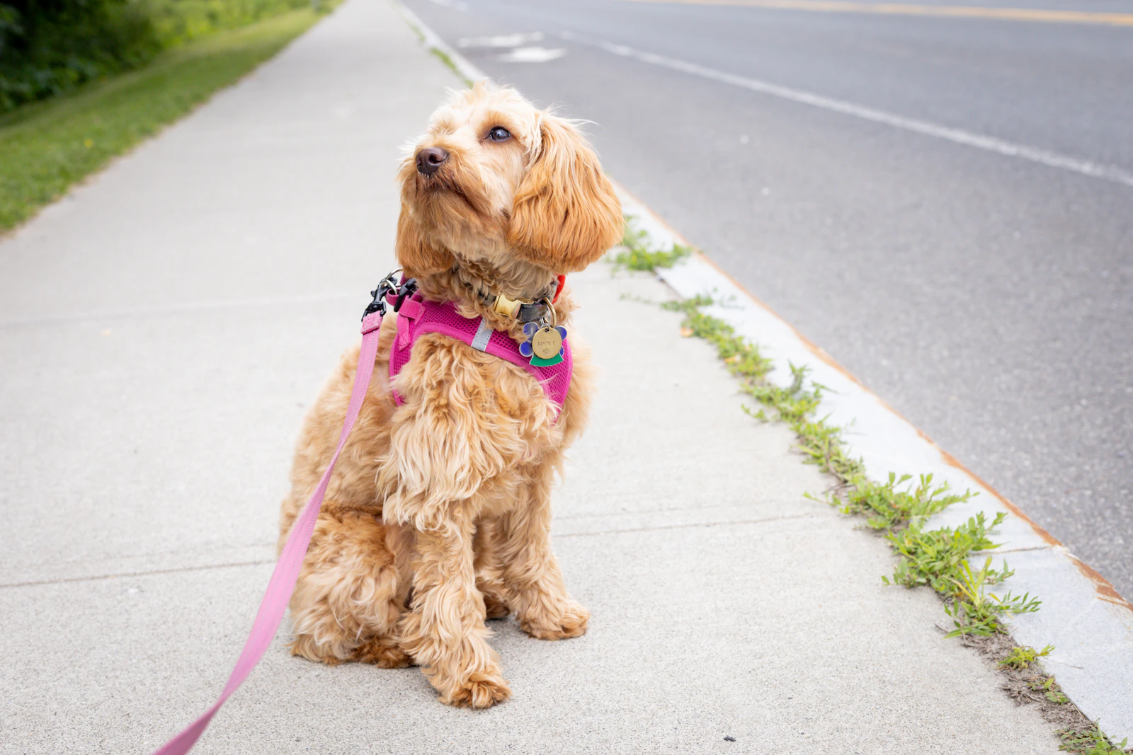 Goldendoodle walking on a lead and harness on a paved urban path