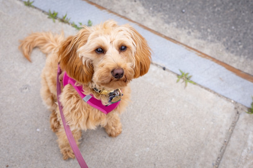 A fluffy, light brown dog is sitting on a concrete sidewalk. The dog is wearing a bright pink harness and a leash, with a small bell attached to the collar. Its fur is curly and slightly tousled. There is some greenery peeking through the cracks of the sidewalk.