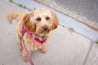 A fluffy, light brown dog is sitting on a concrete sidewalk. The dog is wearing a bright pink harness and a leash, with a small bell attached to the collar. Its fur is curly and slightly tousled. There is some greenery peeking through the cracks of the sidewalk.
