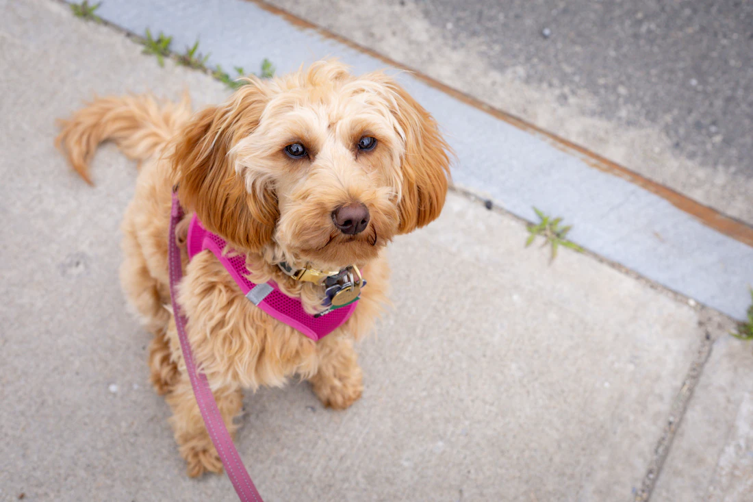 Small dog outdoors wearing a comfortable walking harness