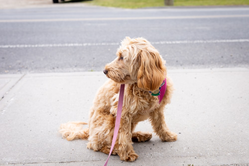 a brown dog sitting on the side of a road