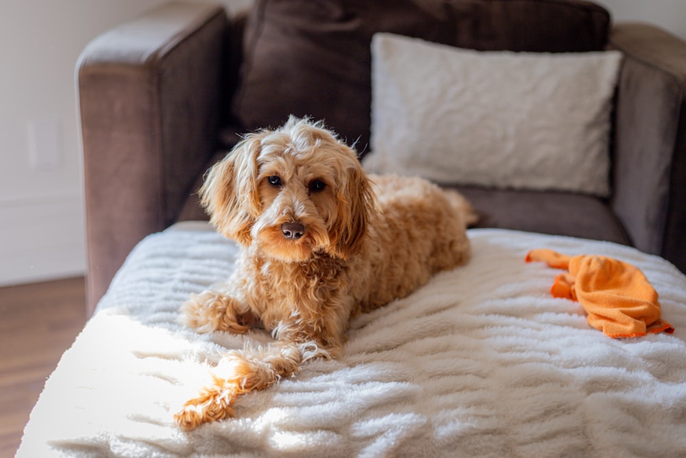 a brown dog laying on a white blanket on a couch