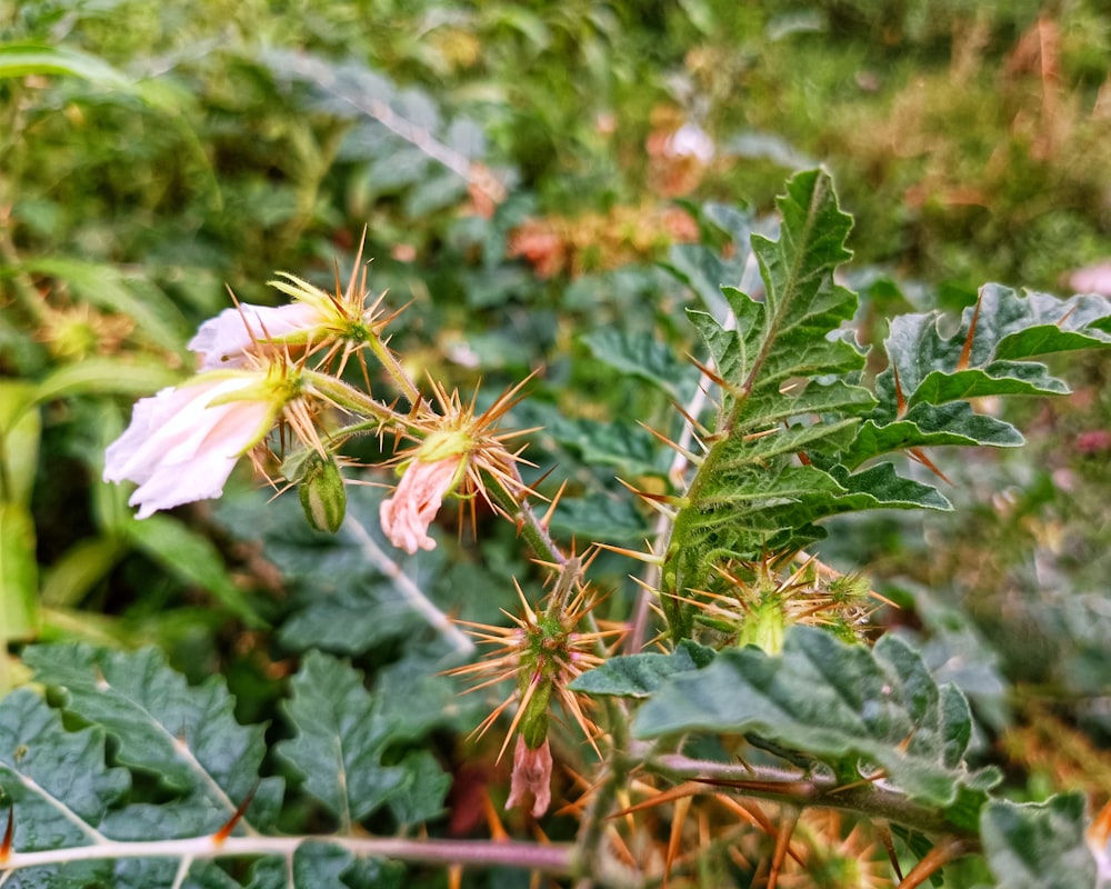 a close up of a flower on a plant