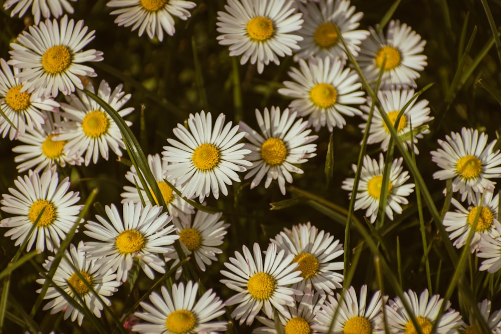 a bunch of white flowers with yellow centers