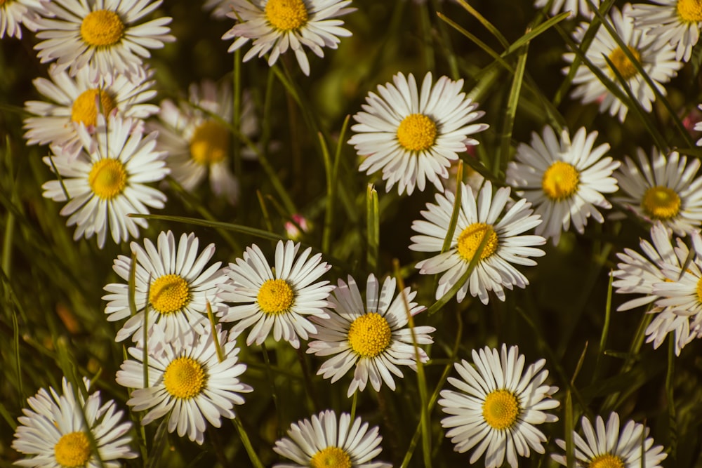 a bunch of white flowers with yellow centers