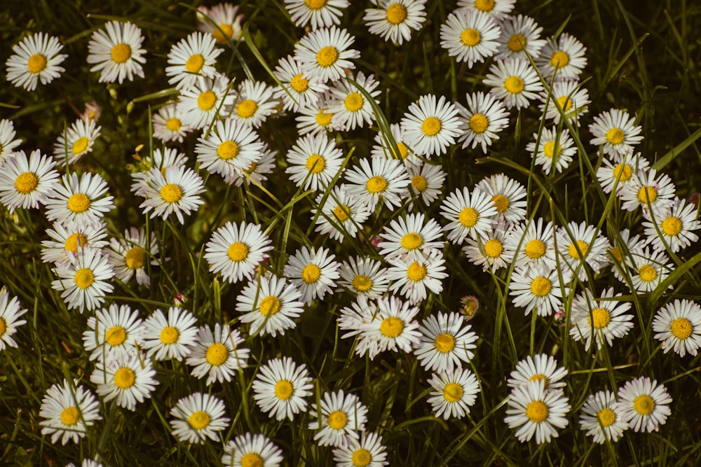 a bunch of white daisies in a field