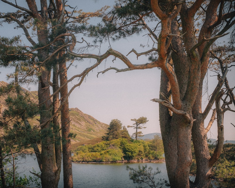 a lake surrounded by trees with a mountain in the background