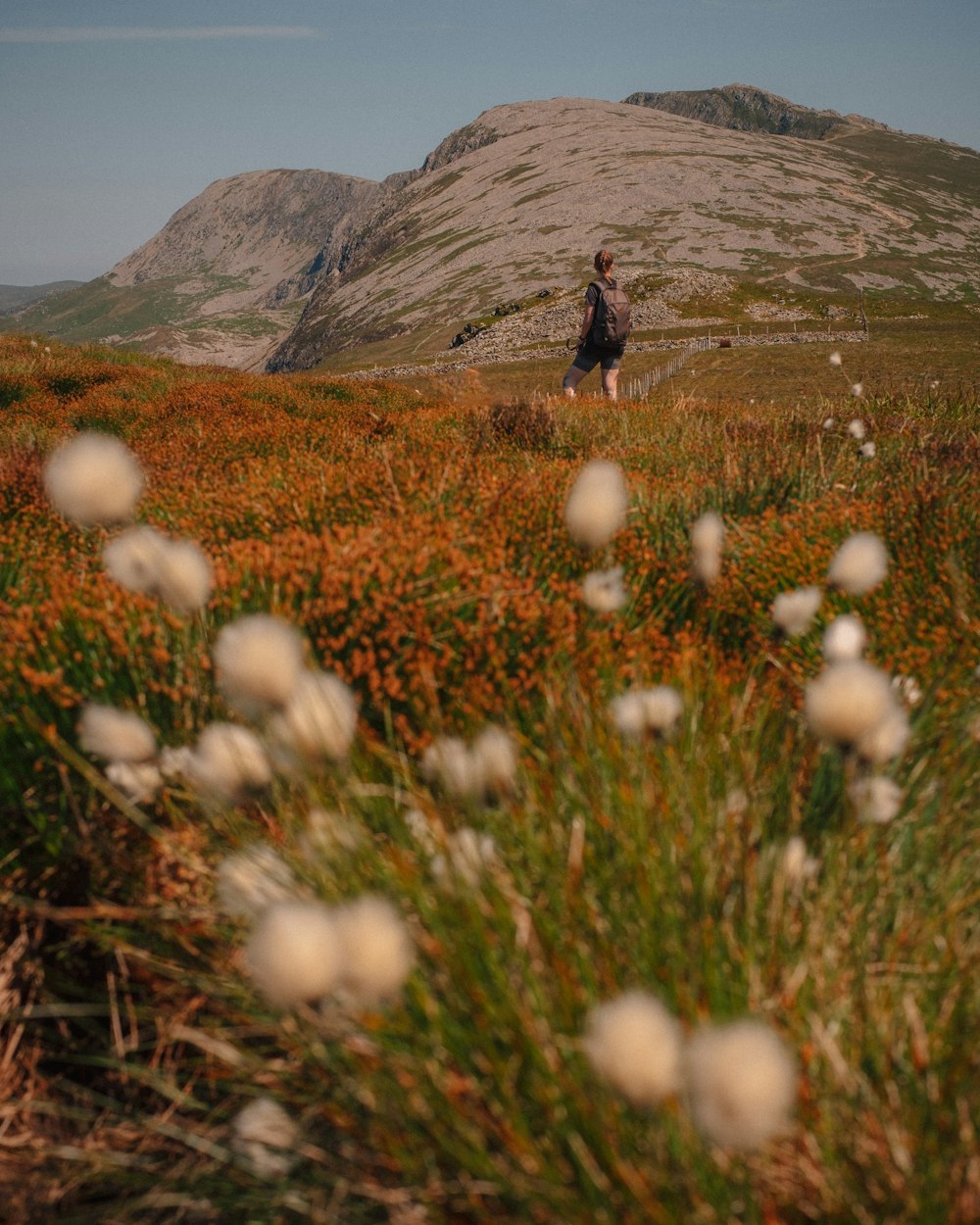 a person walking through a field of flowers