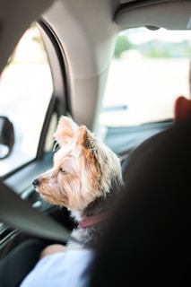 A small dog with light brown and black fur is sitting in the passenger seat of a car, gazing out of the window. The dog is wearing a pink collar and seems calm and relaxed. Sunlight illuminates the interior of the car, casting soft shadows.