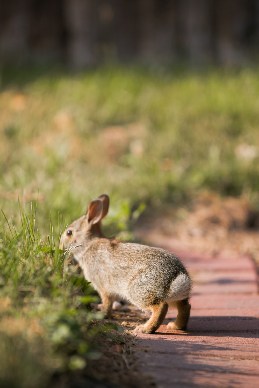a small rabbit standing on a brick walkway