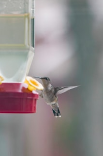 A hummingbird is hovering near a colorful bird feeder containing liquid. The feeder's red and yellow components contrast with the bird's brown and gray feathers. The background is blurred, focusing attention on the bird and feeder.