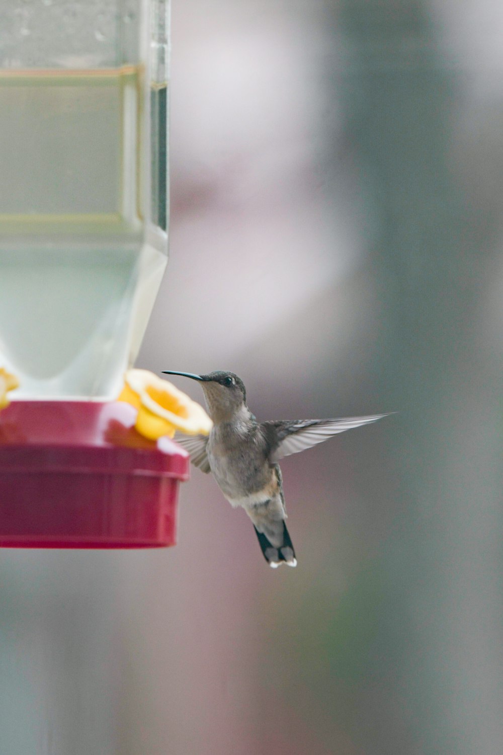 a hummingbird flying towards a bird feeder