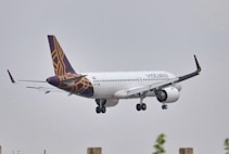 An airplane with the airline branding of Vistara is captured in mid-air with landing gear extended, preparing to land. The sky is overcast, contributing to a soft and neutral color palette in the background. The airplane has distinctive purple and gold livery, featuring geometric patterns on the tail and winglets.