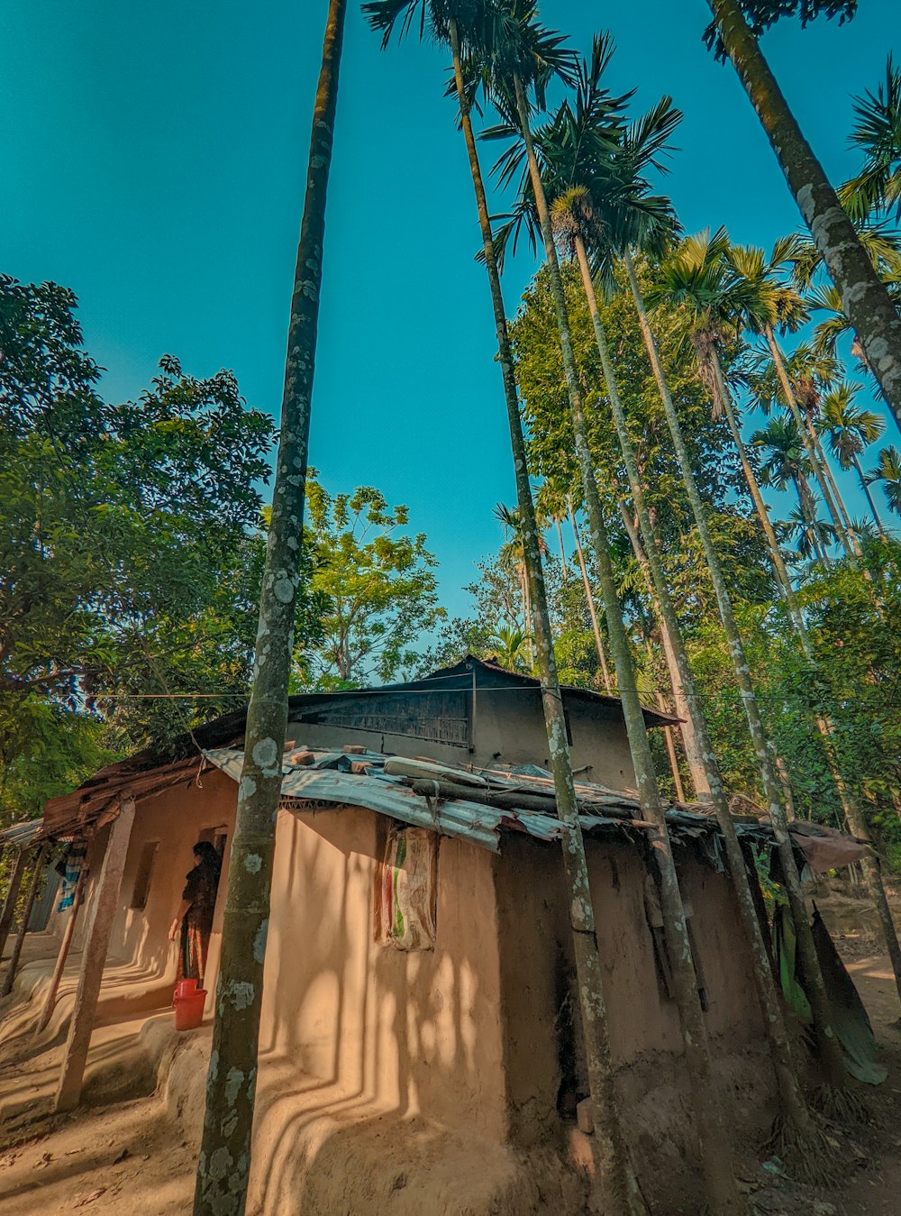 a small hut in the middle of a forest