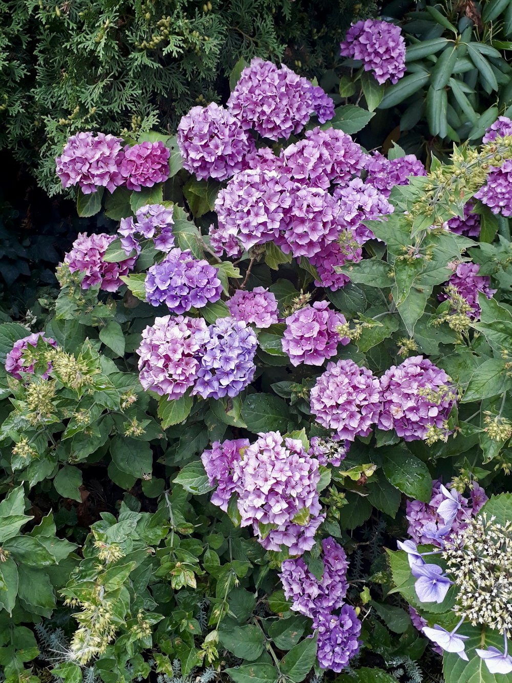 a bunch of purple flowers in a garden