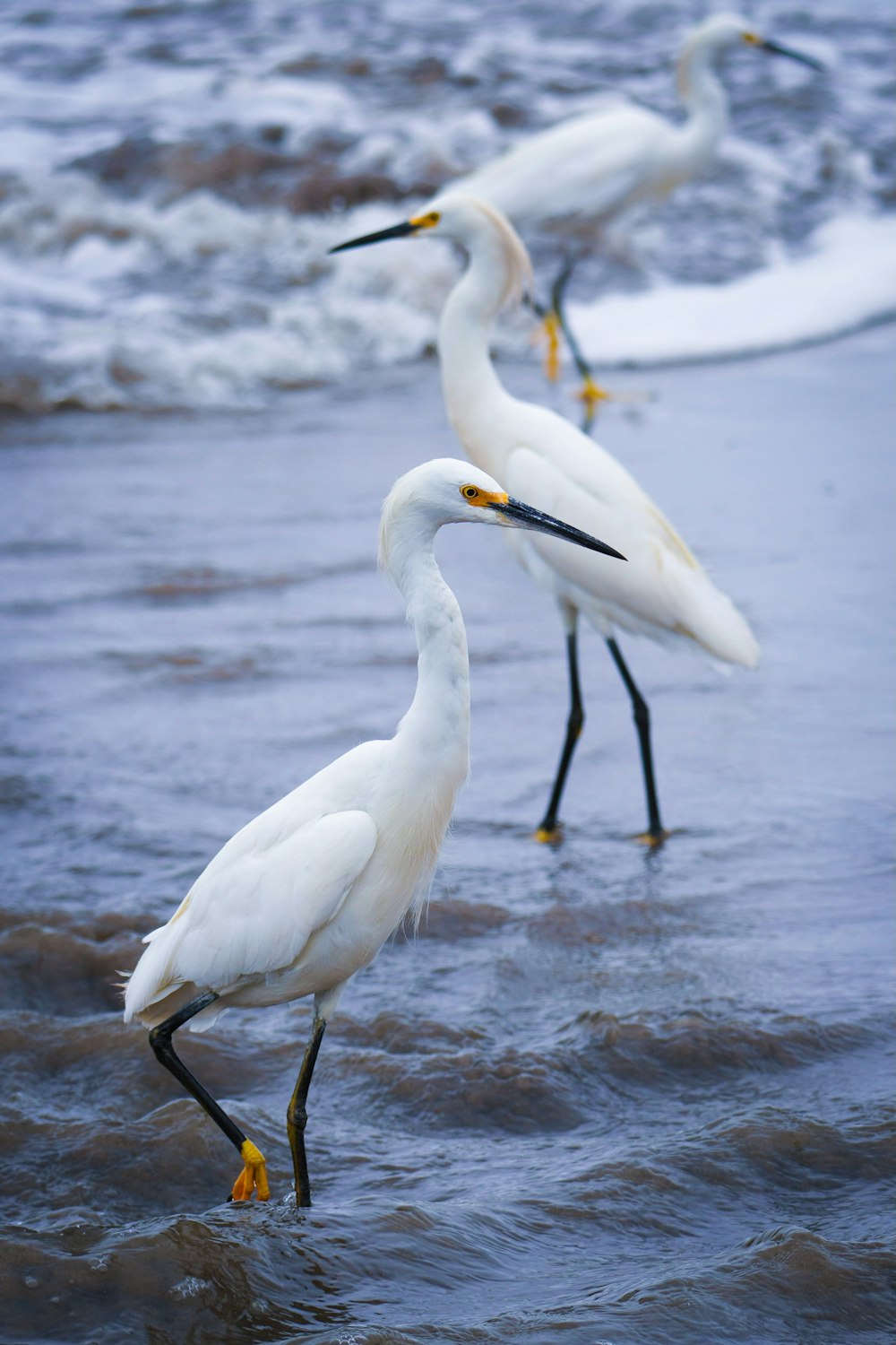 a group of white birds standing on top of a beach