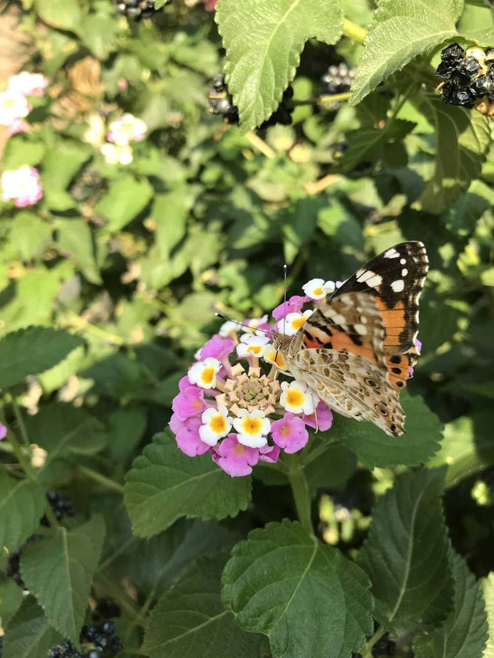 a butterfly sitting on top of a purple flower