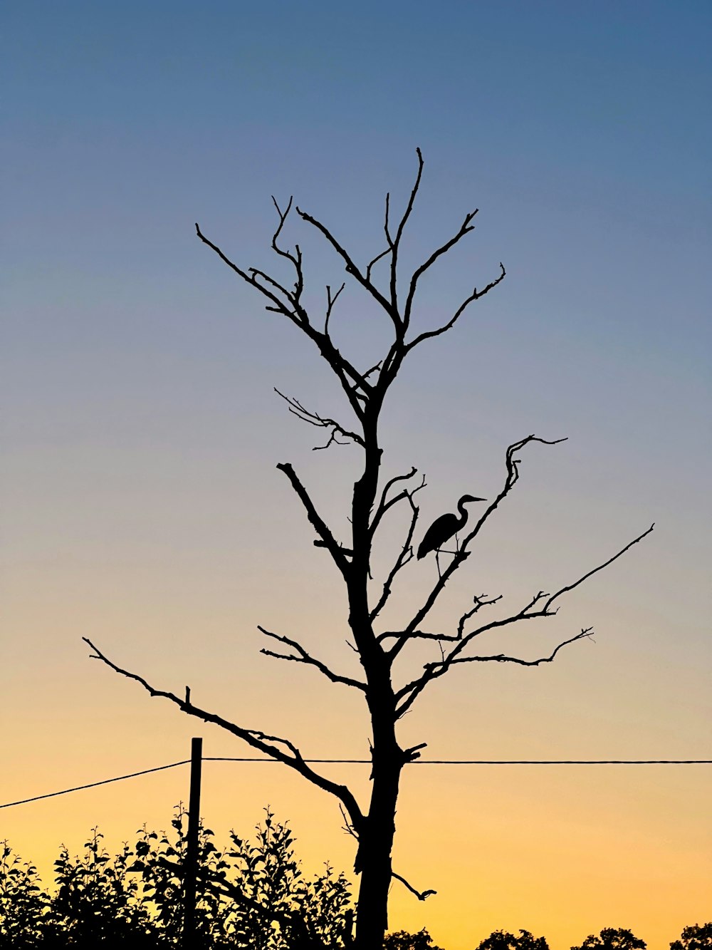 uma árvore nua com um pássaro empoleirado nela