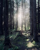 A wide shot of a restored forest patch with sunlight filtering through tall trees.