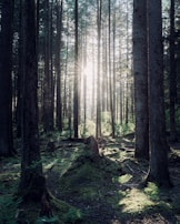 Sunlight filtering through tall trees onto a quiet clearing.