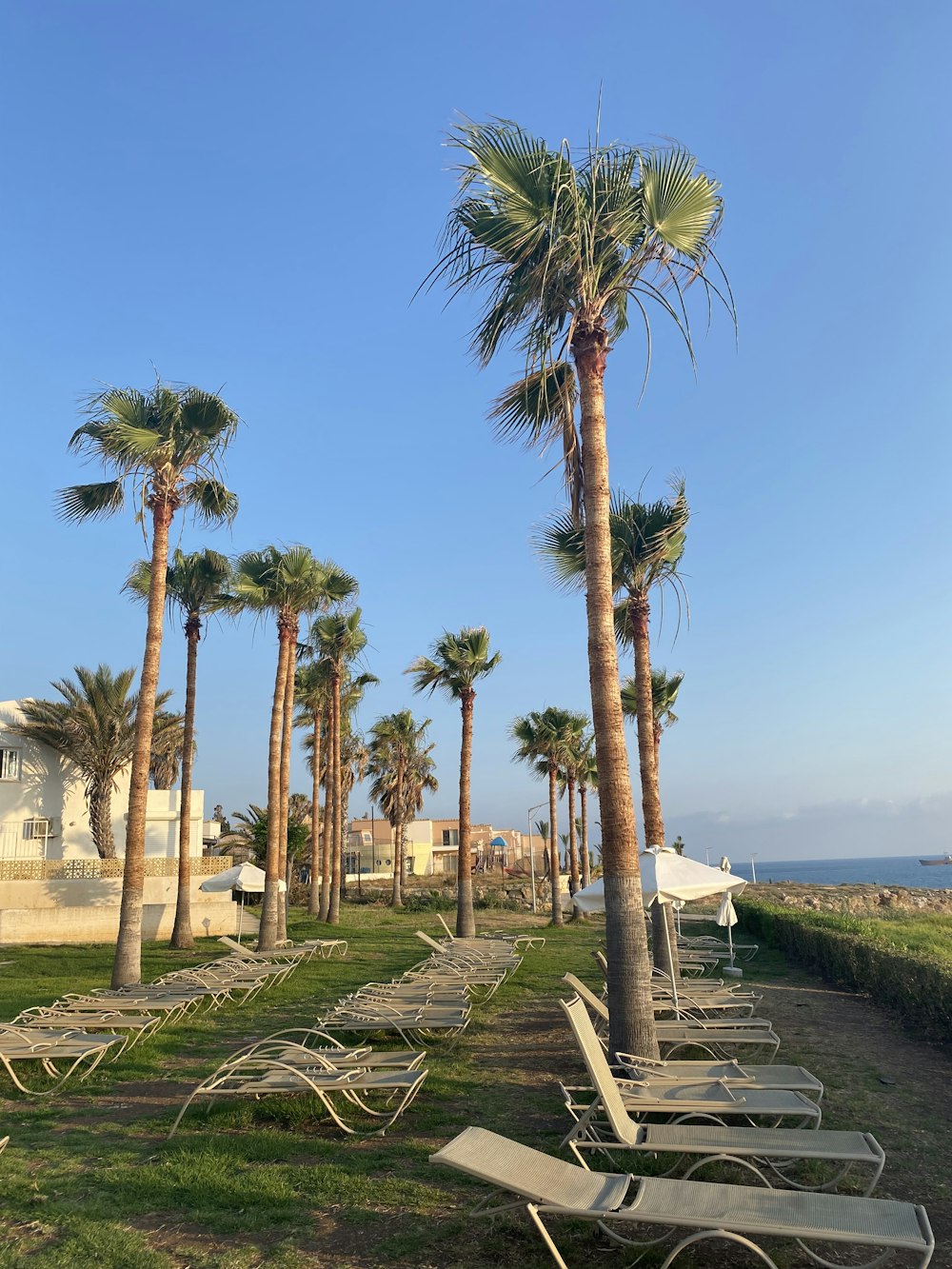 a row of lounge chairs sitting next to palm trees