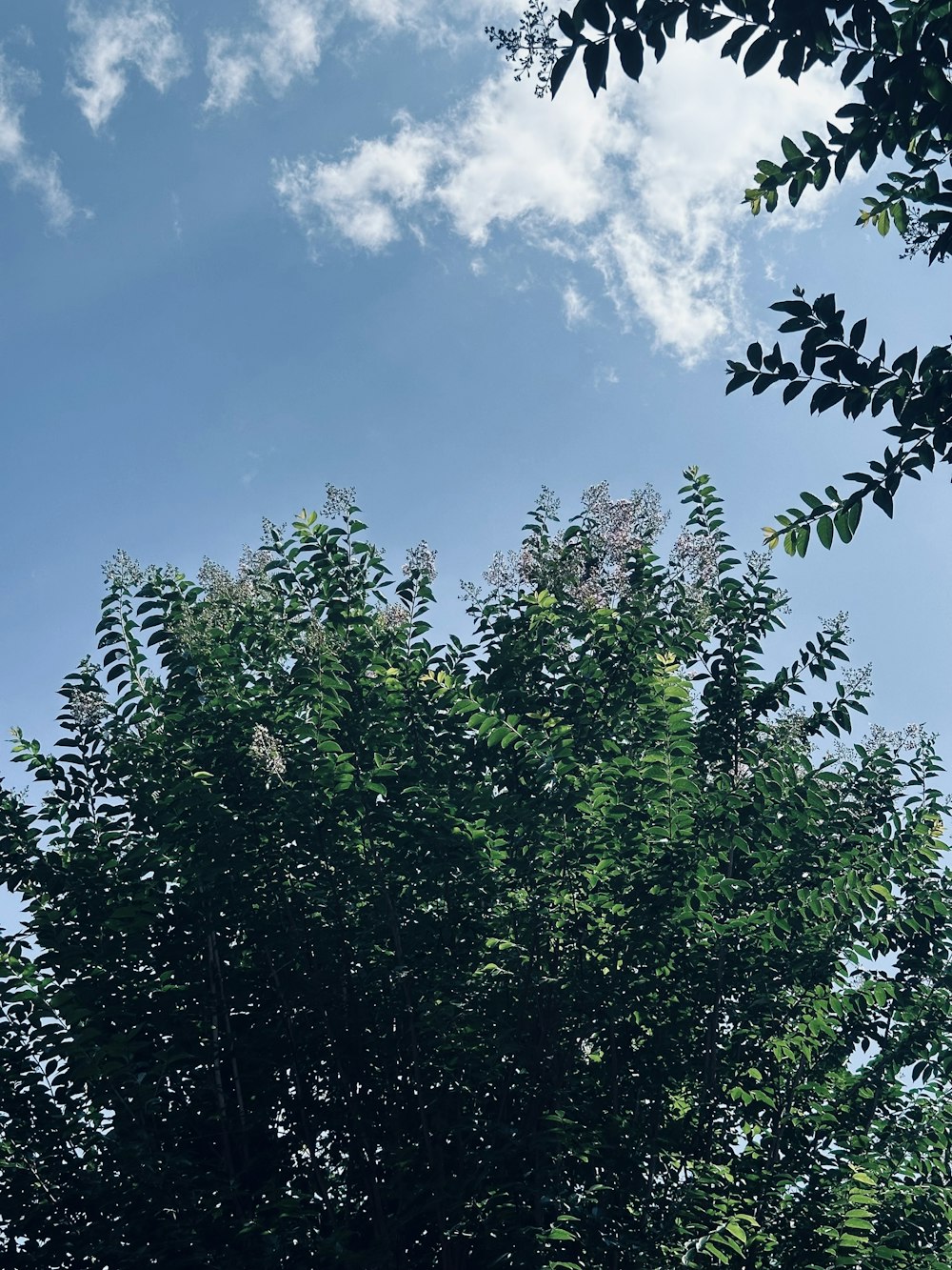 푸른 하늘 앞에 나뭇잎이 많은 큰 나무