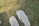 Two white flip-flops are positioned on a patch of grass. The grass is lush and green, with a few brown spots indicating slight dryness. The footwear is labeled with a small flag emblem near the strap junction.