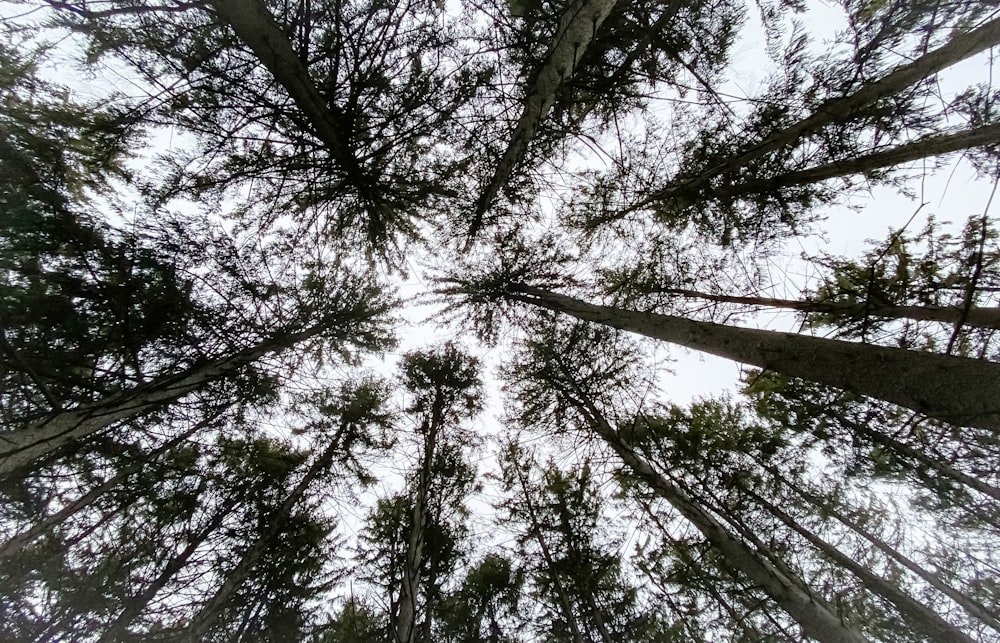 looking up at the tops of tall pine trees