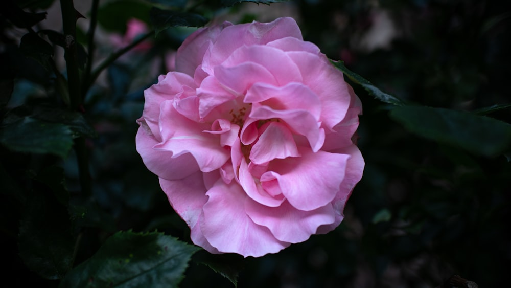 a pink rose is blooming in the dark