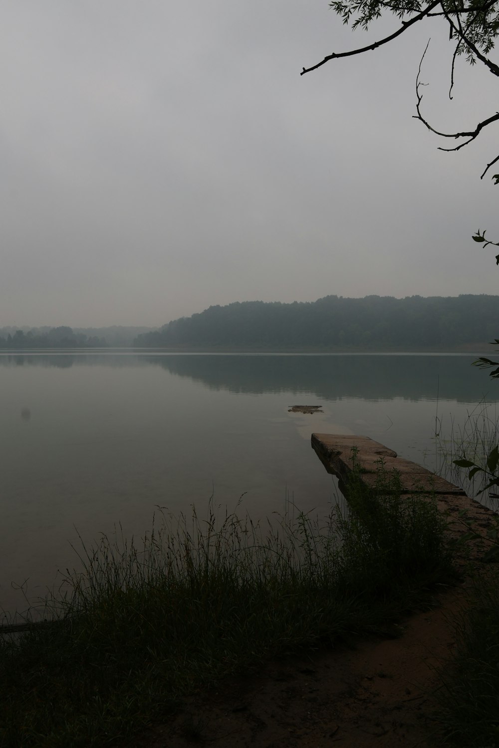 a body of water surrounded by a forest