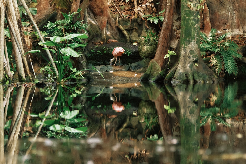 a flamingo standing on a rock next to a body of water