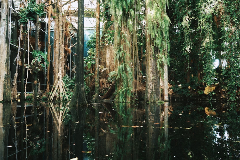 a body of water surrounded by lots of trees