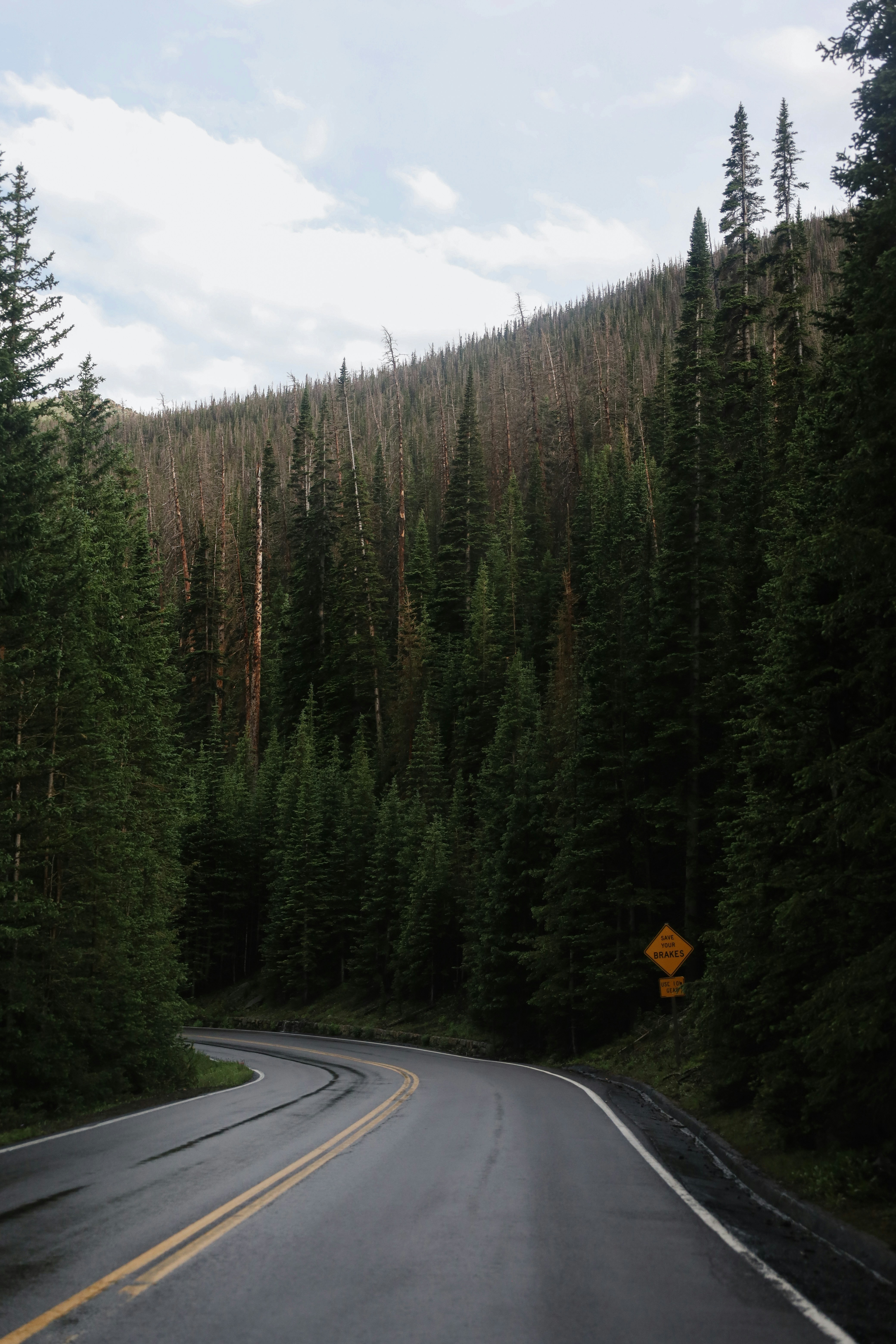 a road in the middle of a forest