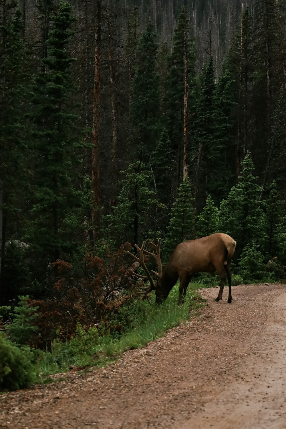 a large elk standing on the side of a road