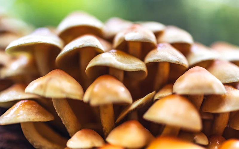Milky Mushrooms