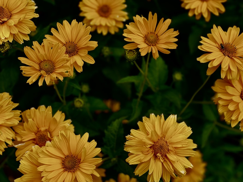 a bunch of yellow flowers with green leaves