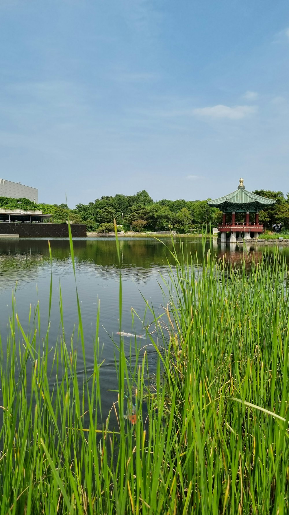 a body of water surrounded by tall grass