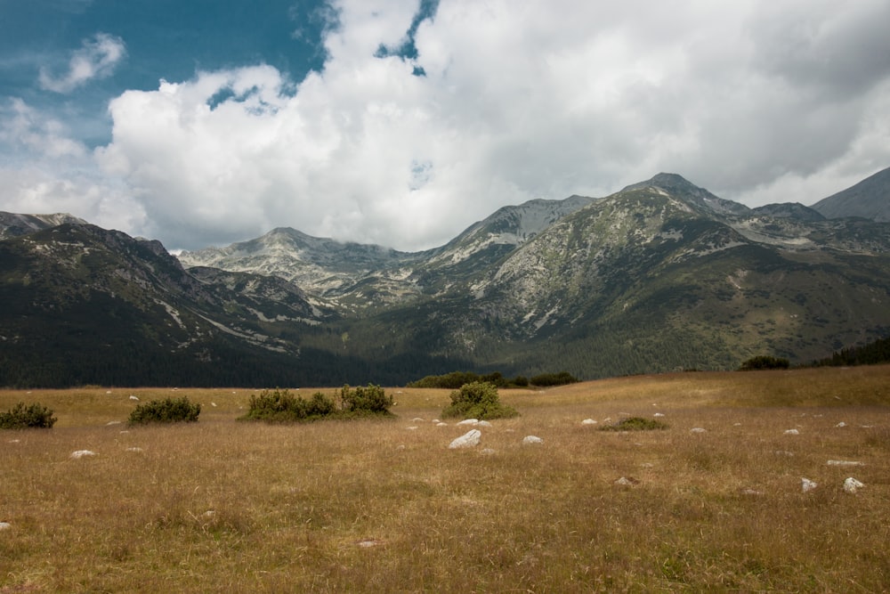 a grassy field with mountains in the background