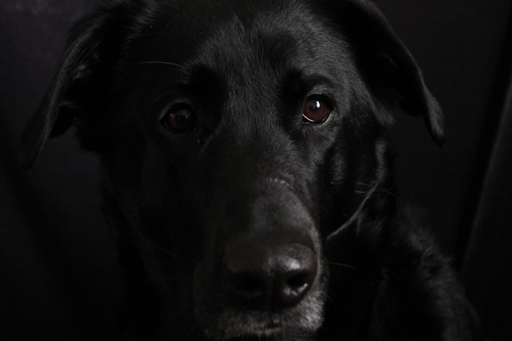 Un perro negro está mirando a la cámara.