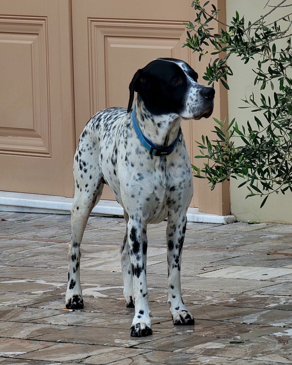 a dalmatian dog standing in front of a door