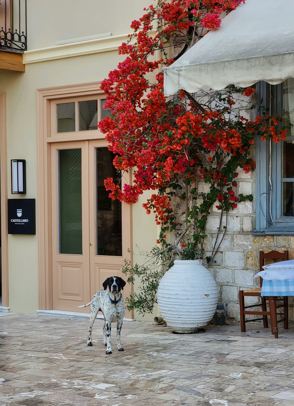 a black and white dog standing in front of a building