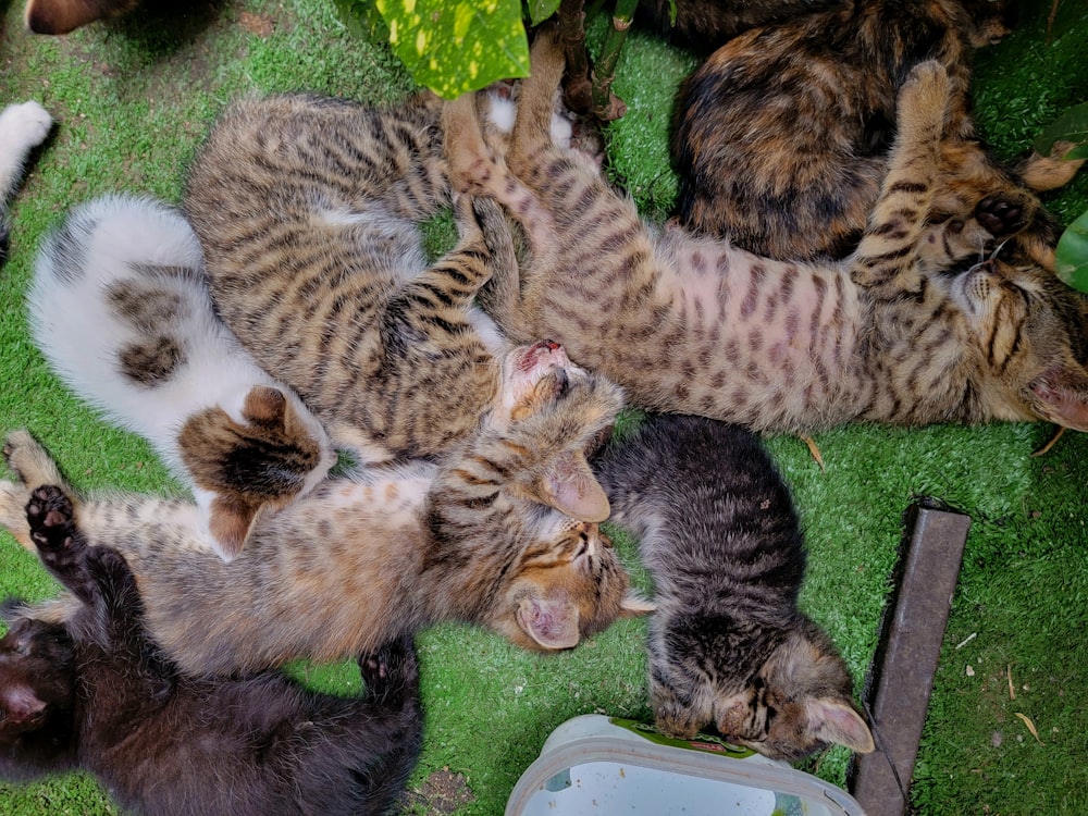 a group of cats laying on top of a green field