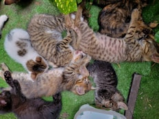 a group of cats laying on top of a green field