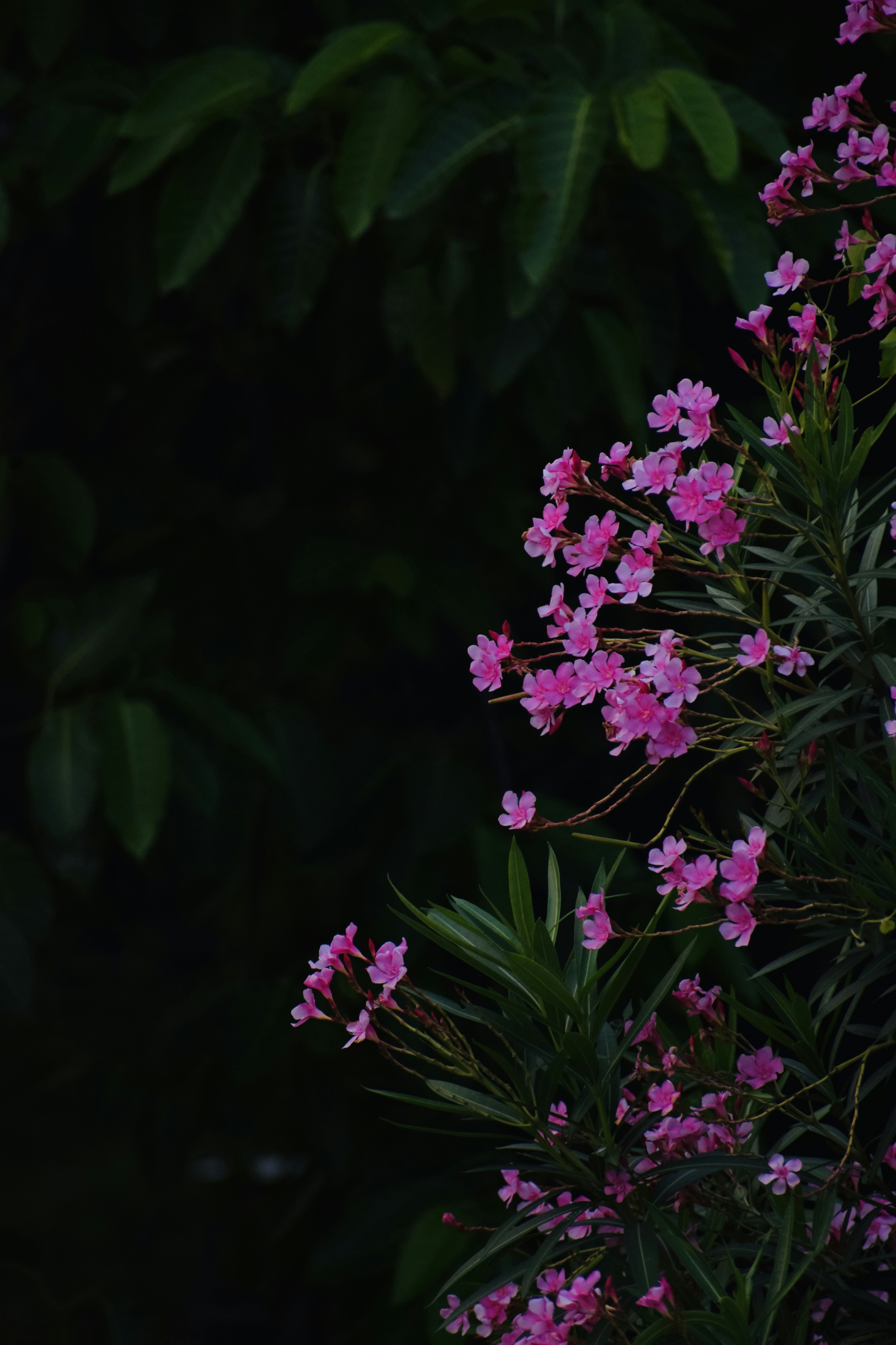 Photo by theushakiran