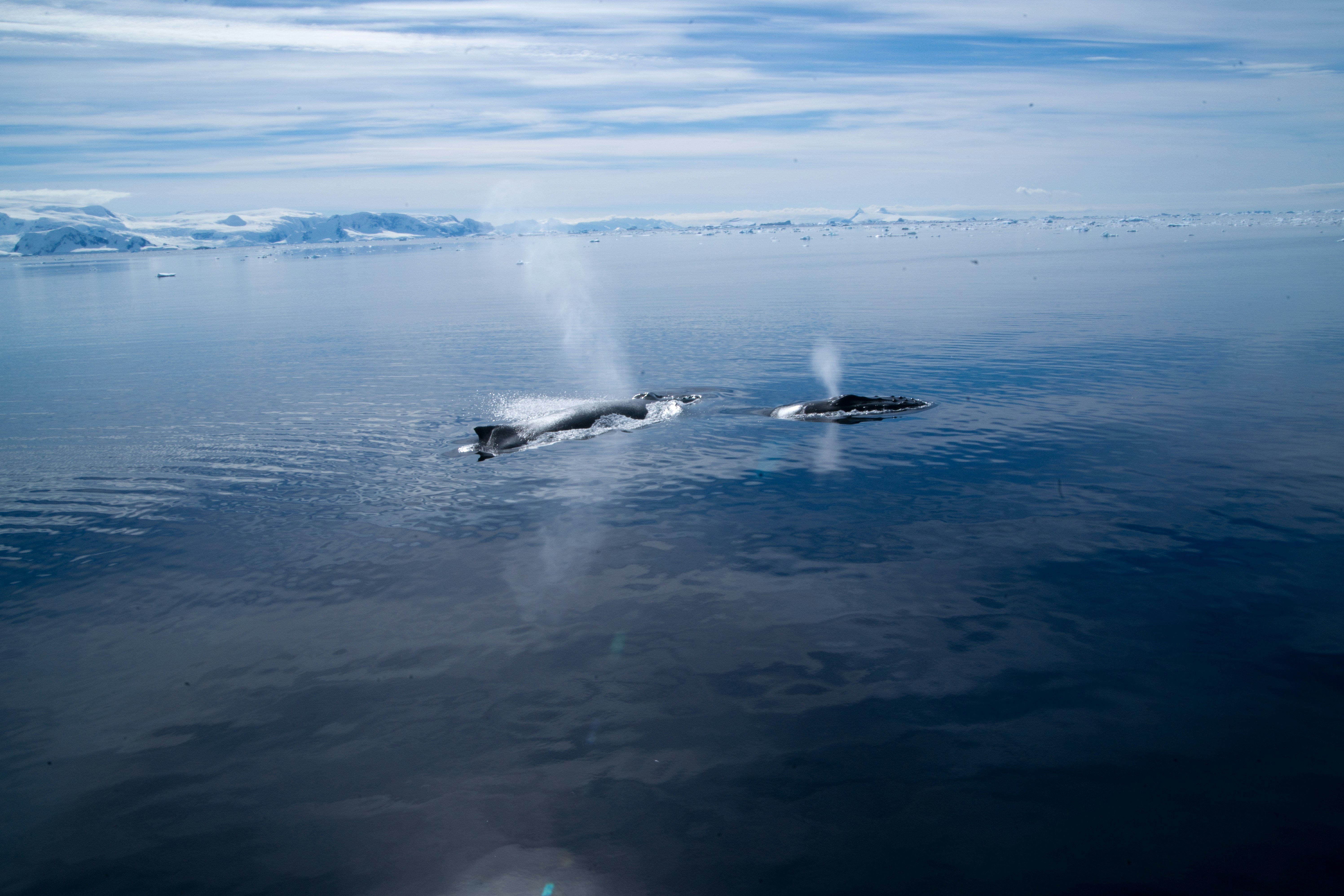 Reproduction and Life Cycles: Arctic Baby Boom (image credits: unsplash)