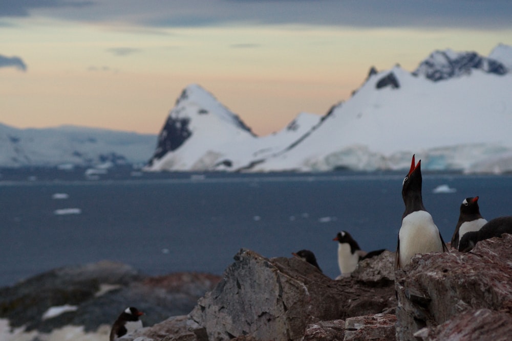 a group of penguins sitting on top of a rock